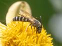 Halictus scabiosae (Great Banded Furrow Bee).jpg